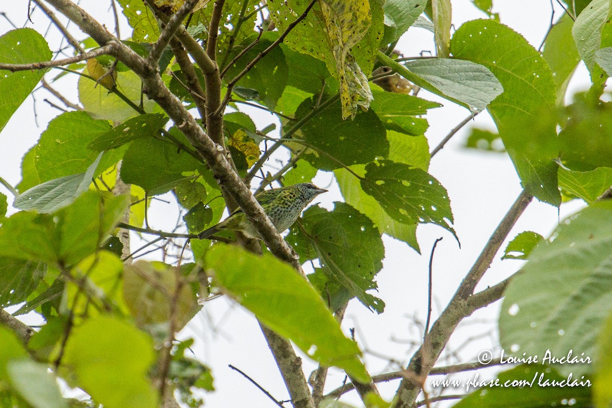 Spotted Tanager - ML146717591
