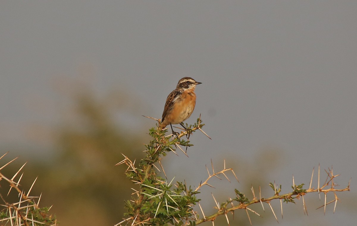 Whinchat - ML146717651