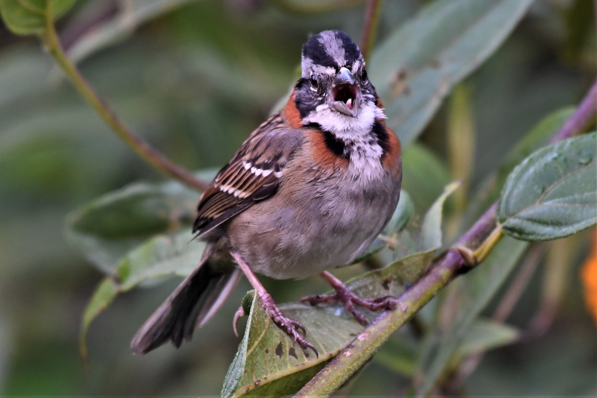 Rufous-collared Sparrow - ML146718041