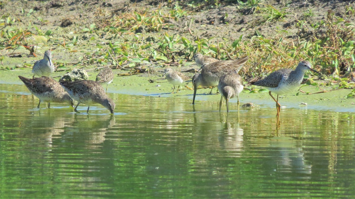 Long-billed Dowitcher - Susan Young