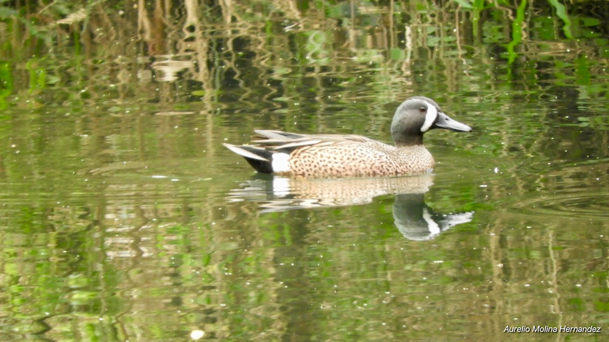 Blue-winged Teal - ML146718881