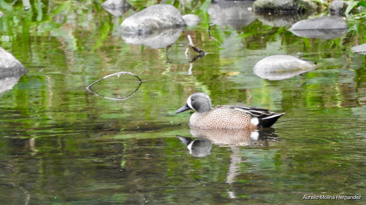 Blue-winged Teal - ML146718901