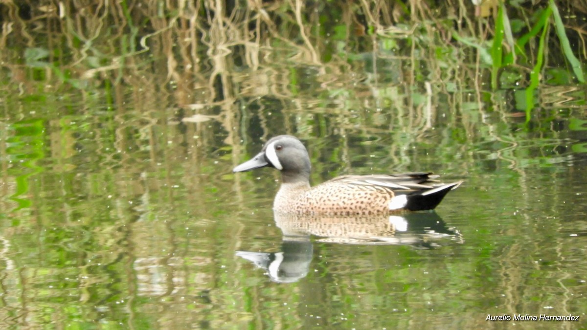 Blue-winged Teal - ML146718911