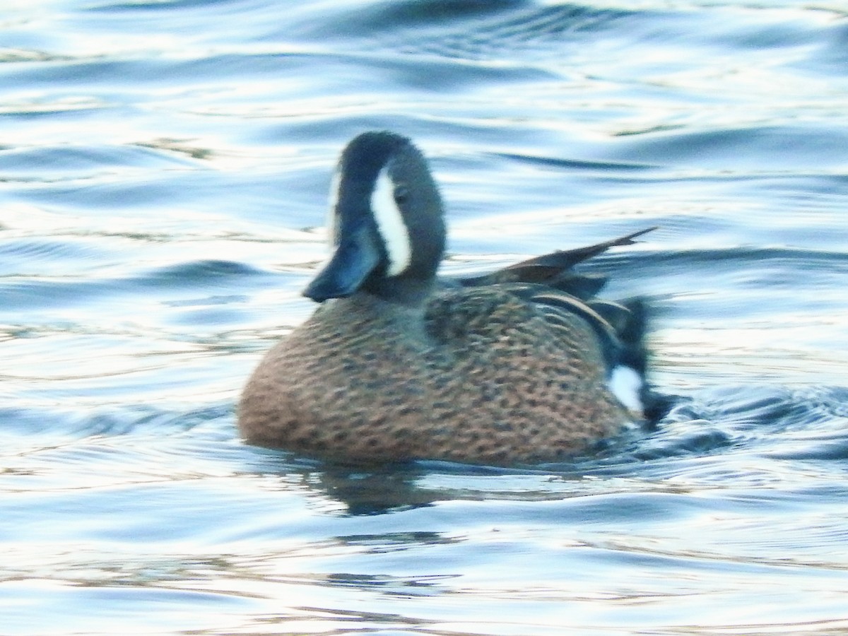 Blue-winged Teal - ML146719651