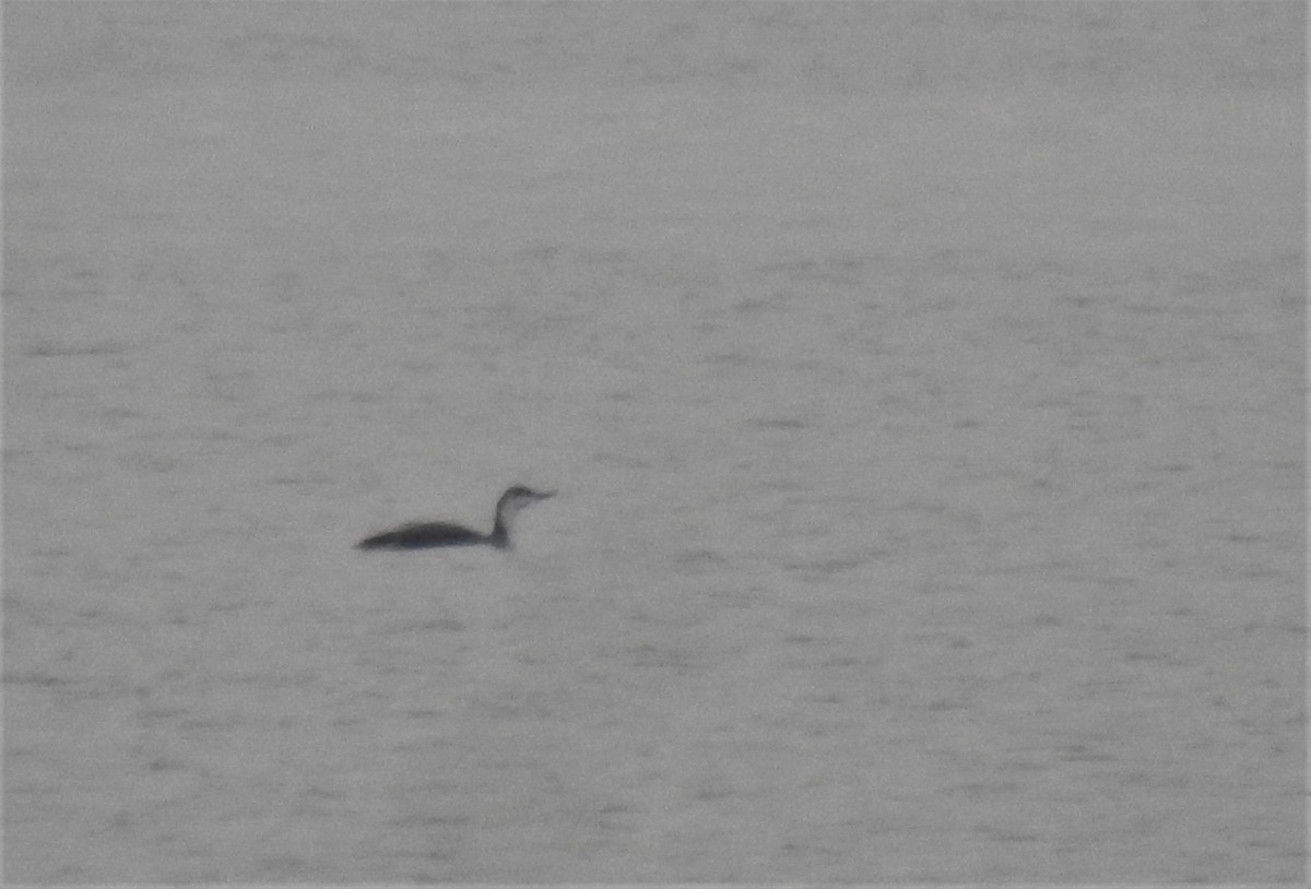 Red-throated Loon - ML146719741