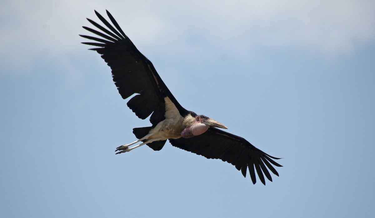 Marabou Stork - Paul Chapman
