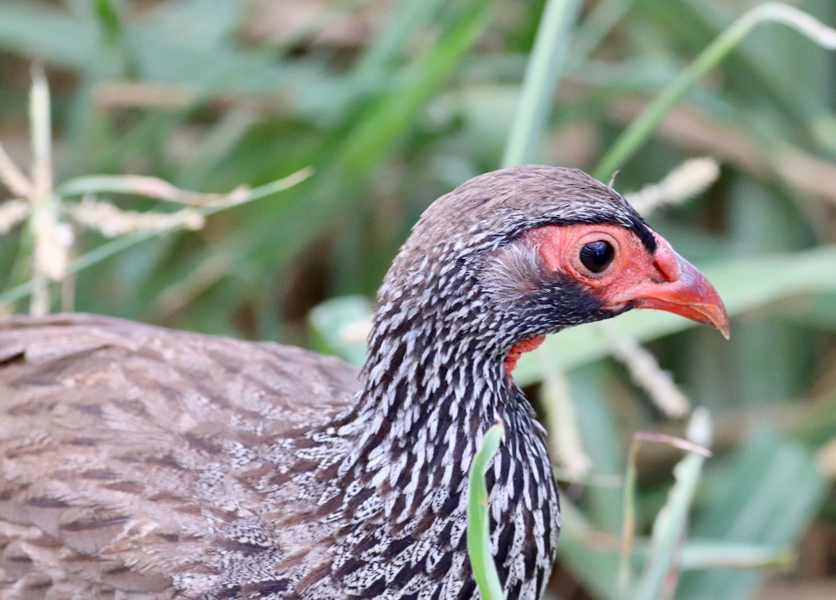Red-necked Spurfowl - Charlie   Nims