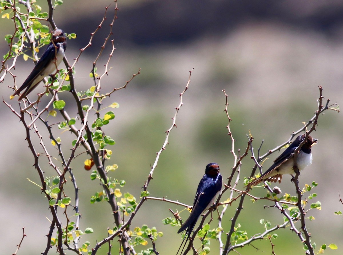 Barn Swallow (White-bellied) - ML146723431