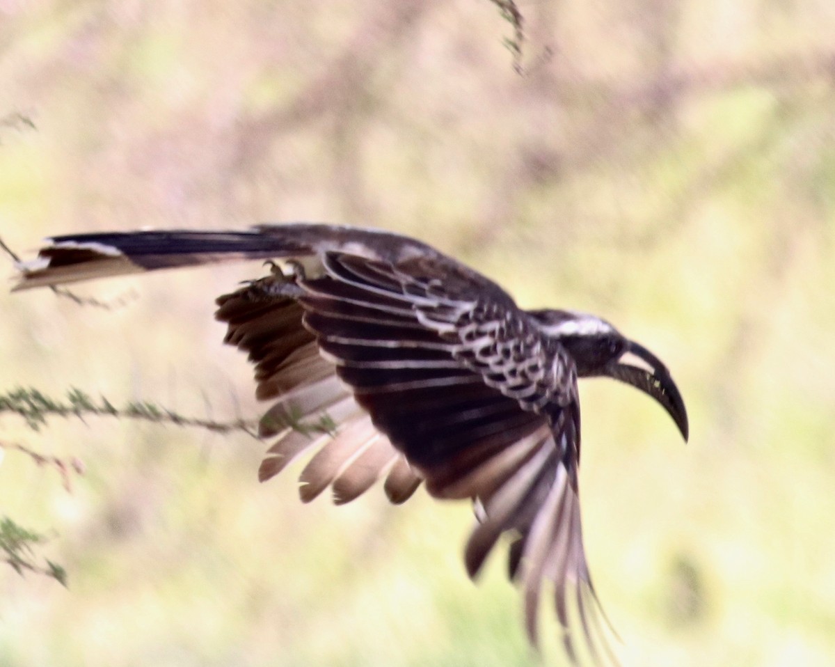 African Gray Hornbill - ML146723691