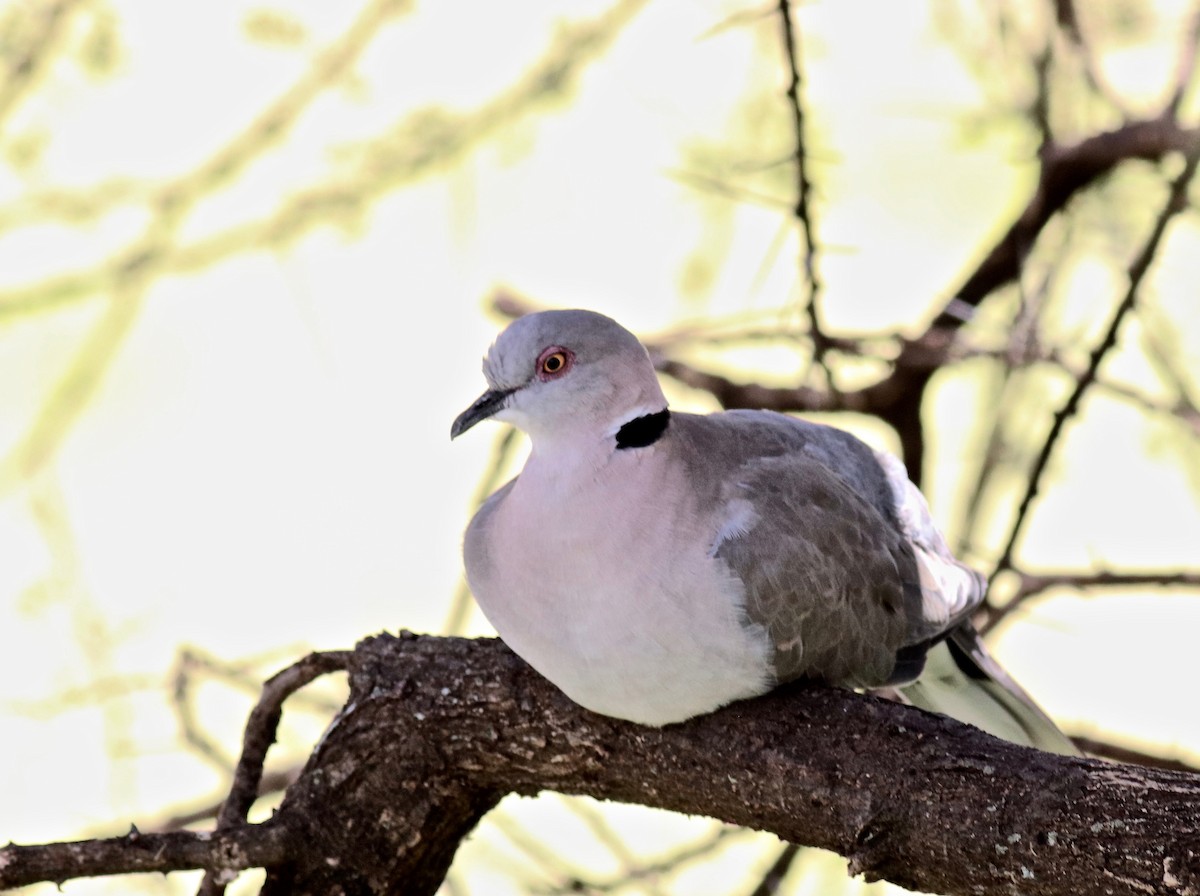 Mourning Collared-Dove - Charlie   Nims