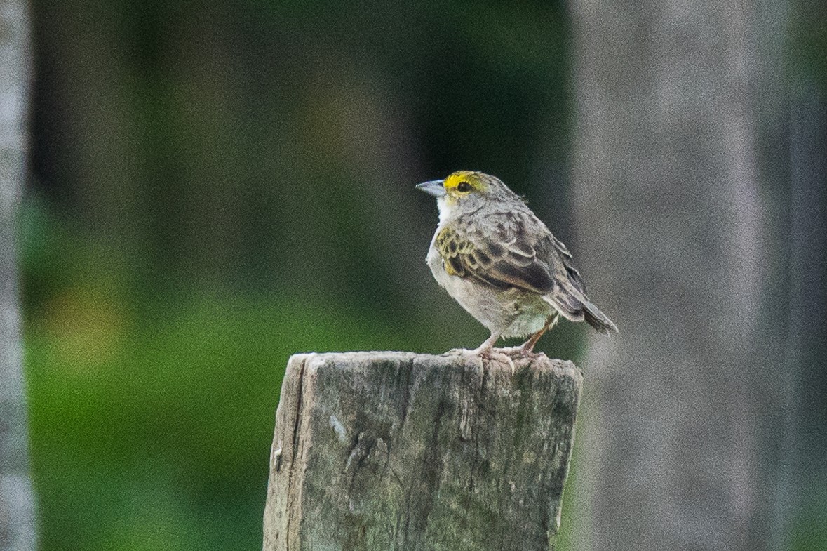 Yellow-browed Sparrow - Lynne Hertzog