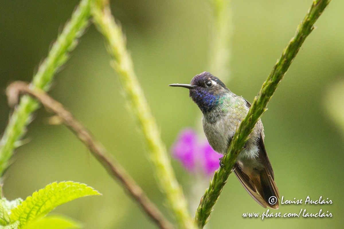 Violet-headed Hummingbird - Louise Auclair