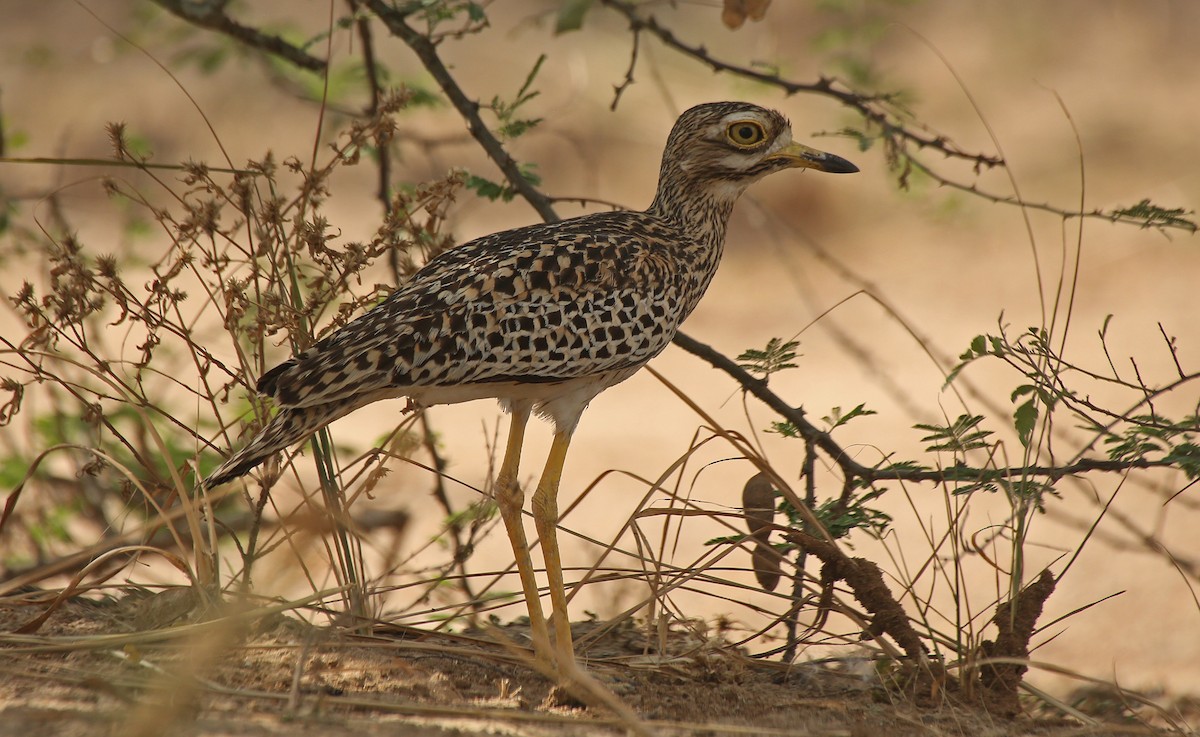 Spotted Thick-knee - ML146724211