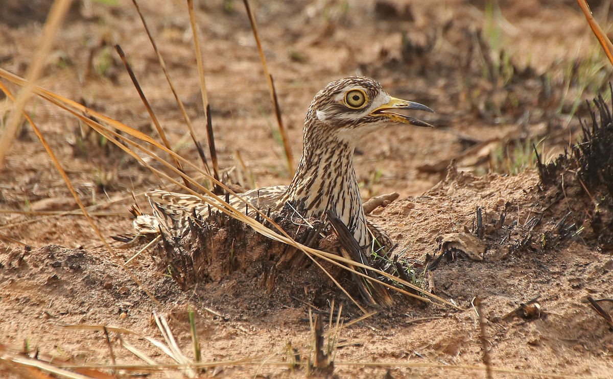 Spotted Thick-knee - ML146724221