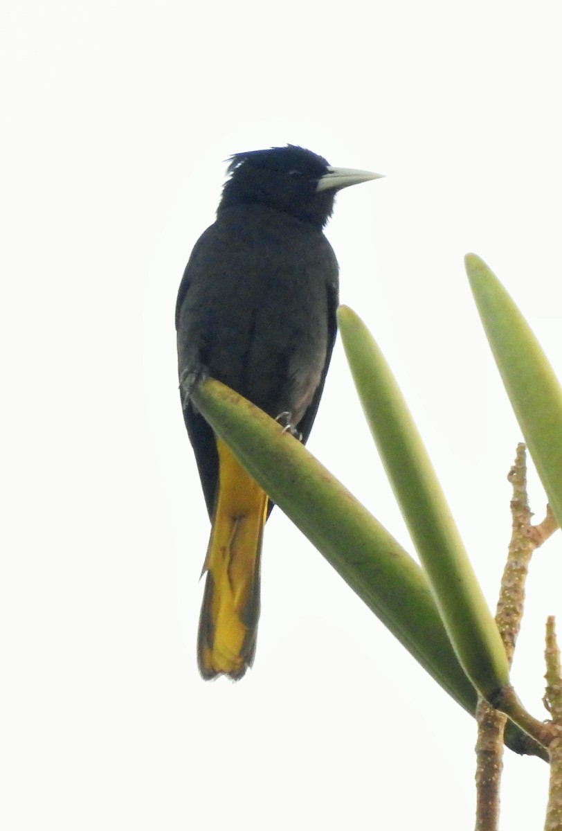 Yellow-winged Cacique - ML146724581