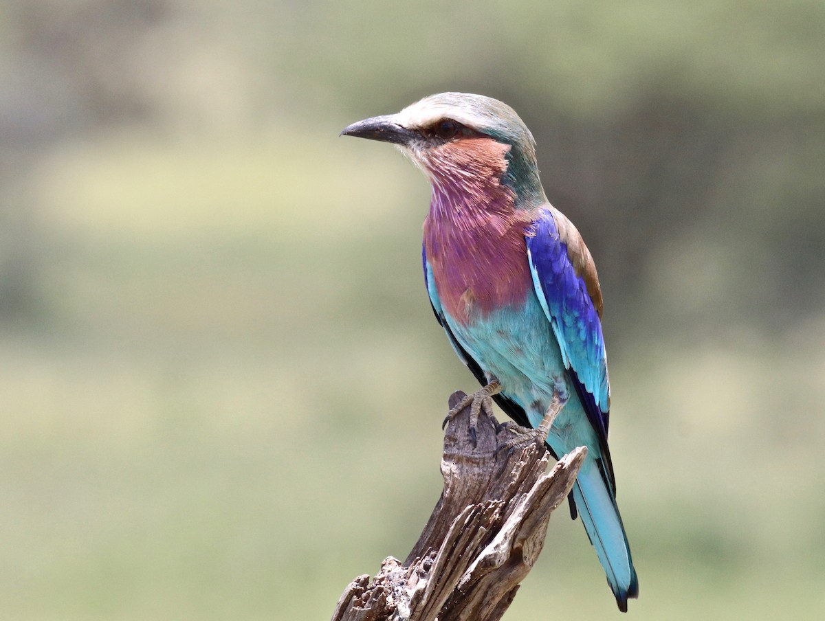 Lilac-breasted Roller - ML146725611