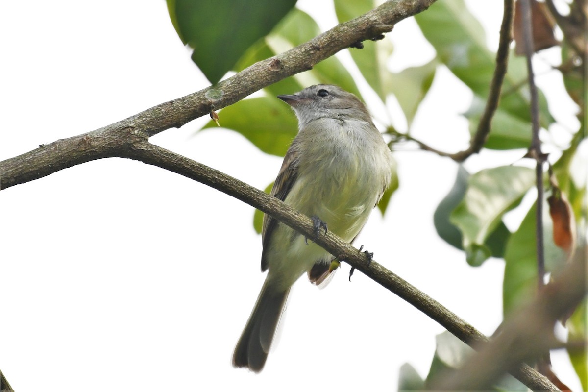 Northern Mouse-colored Tyrannulet - Liz Harper