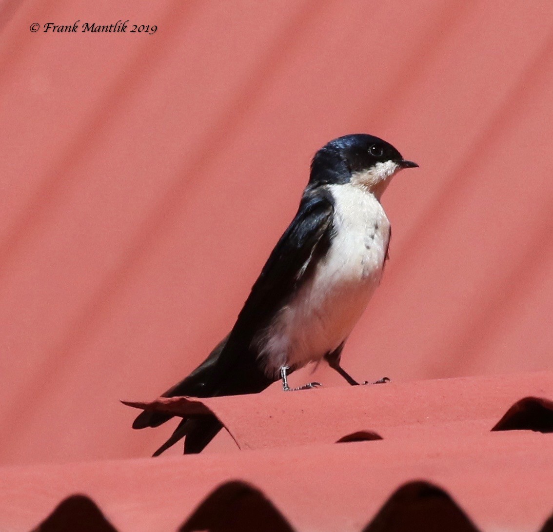 Blue-and-white Swallow - Frank Mantlik