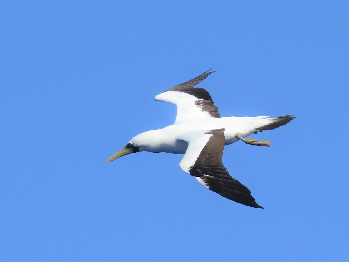 Masked Booby - ML146726701