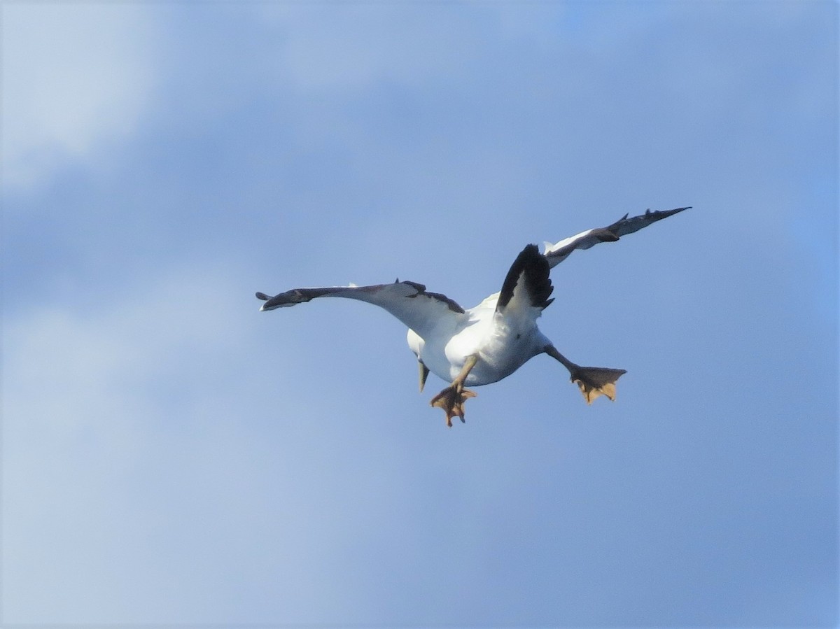 Masked Booby - ML146726711