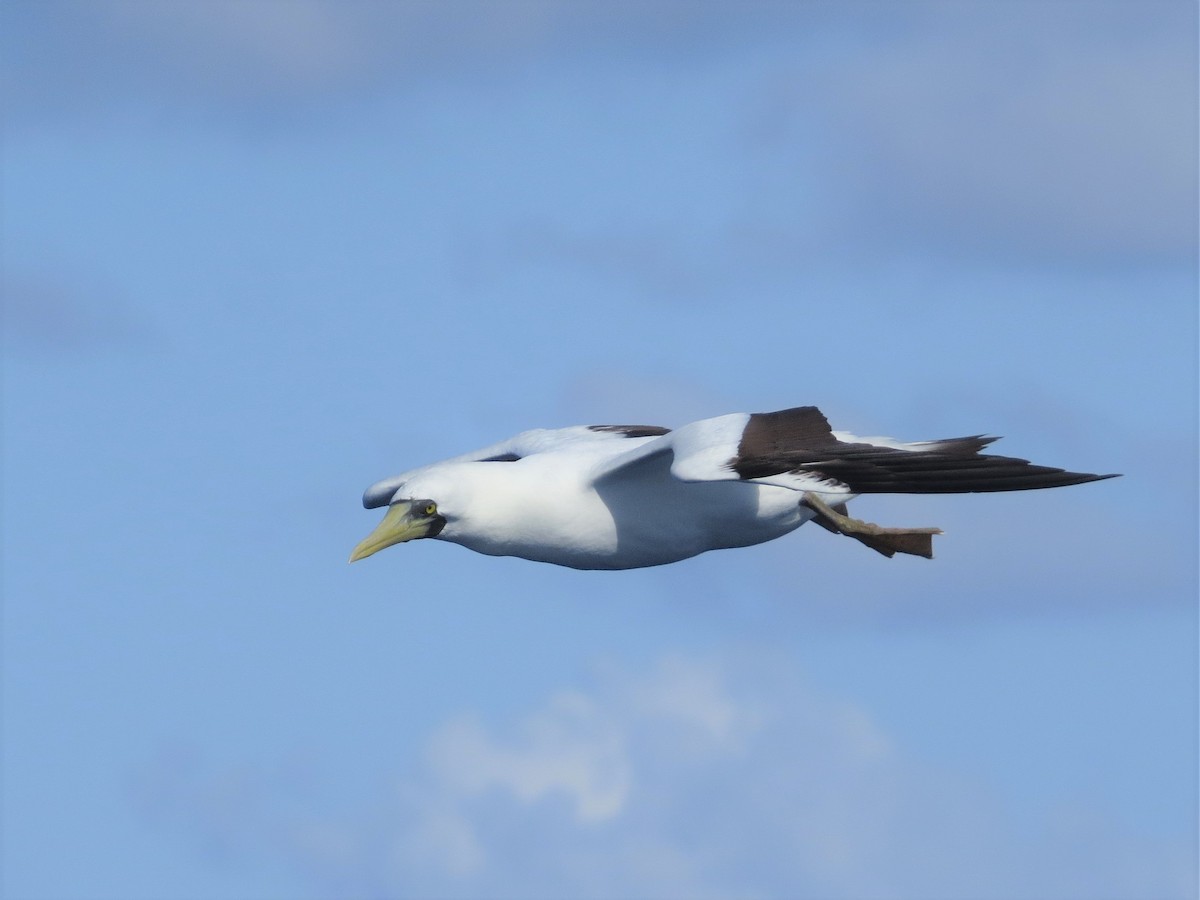 Masked Booby - ML146726721