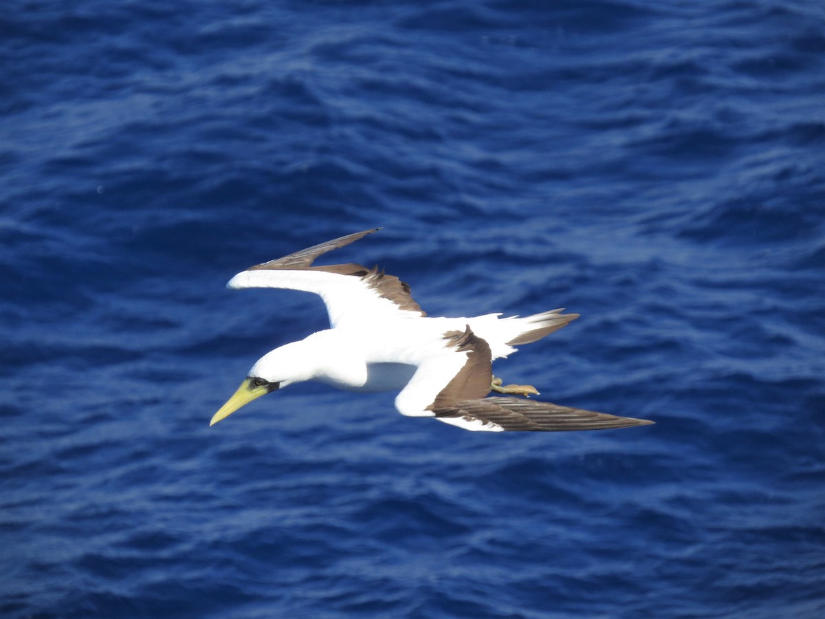 Masked Booby - ML146726761