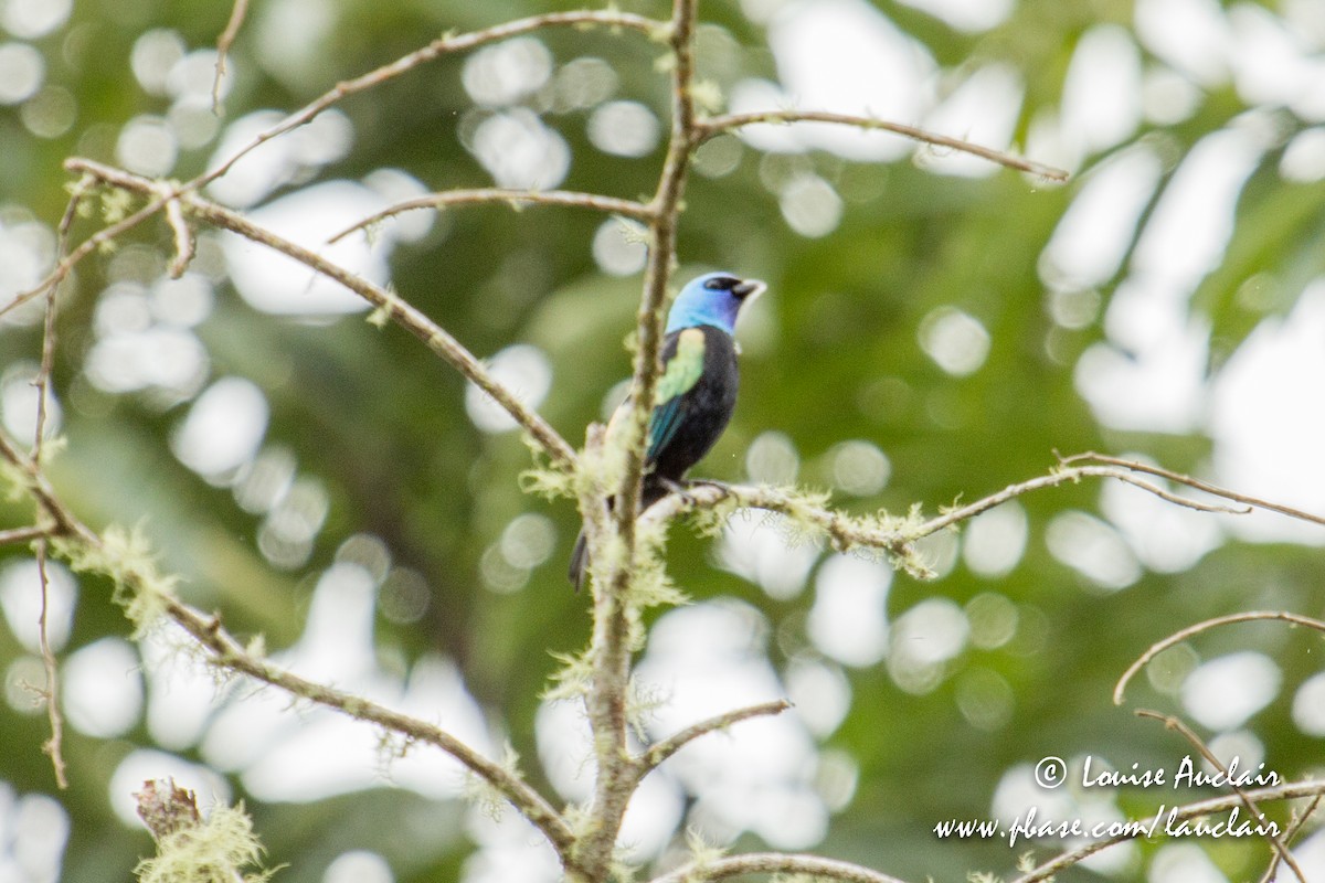 Blue-necked Tanager - ML146728041