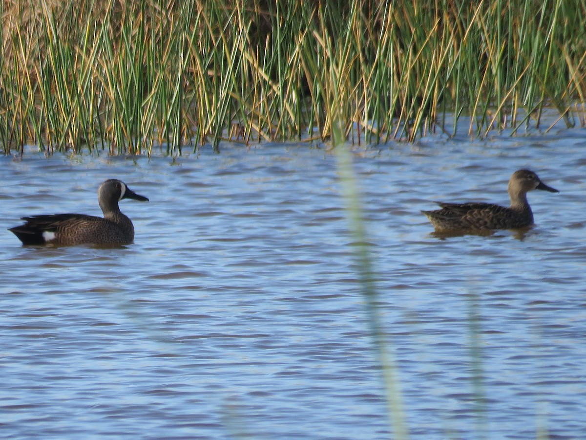 Blue-winged Teal - ML146728051