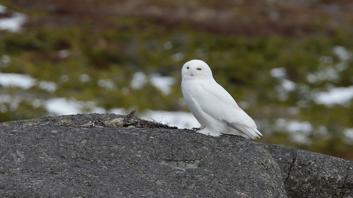 Snowy Owl - patrick hacala