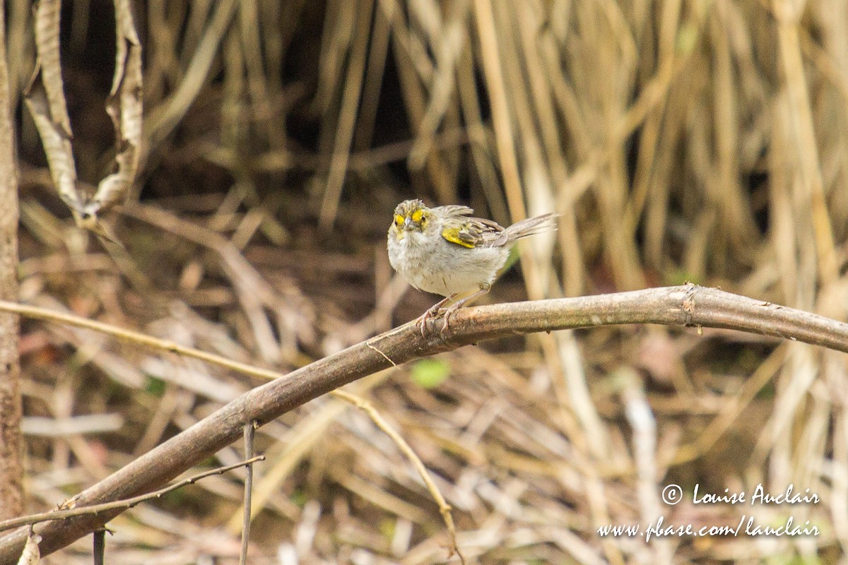 Yellow-browed Sparrow - Louise Auclair