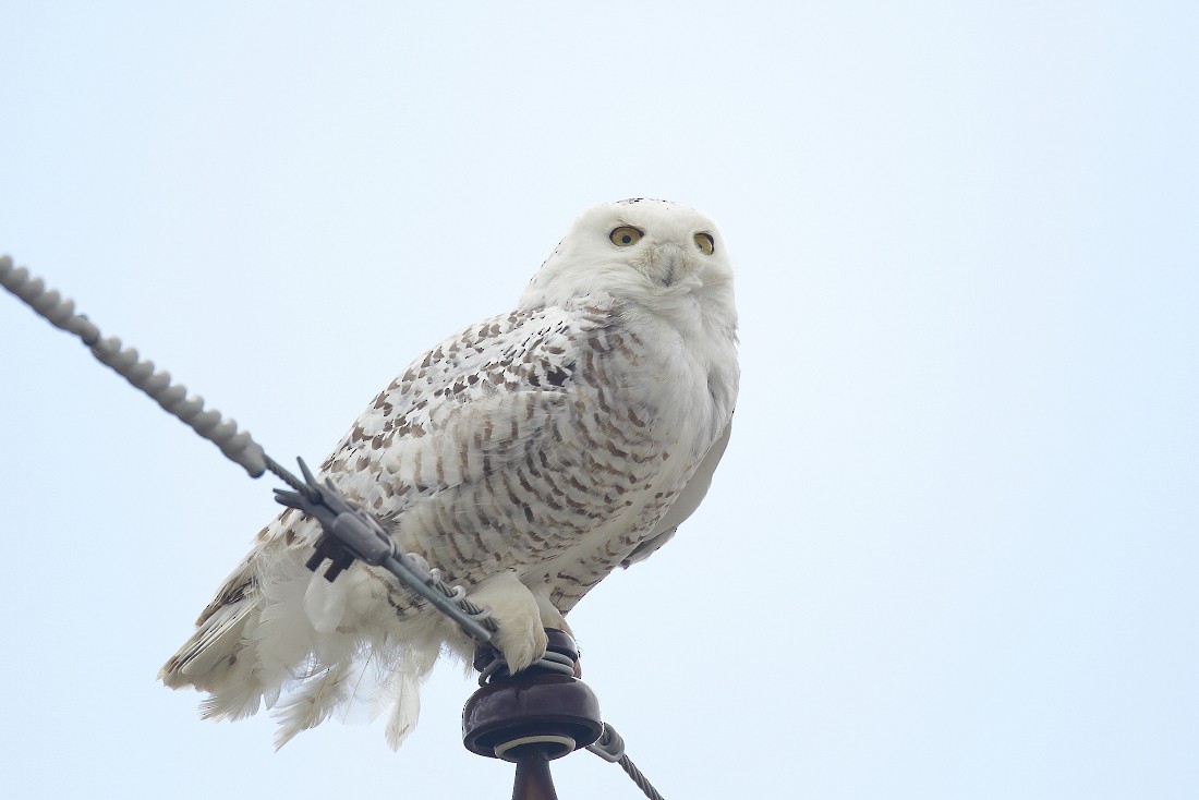 Snowy Owl - Allen Woodliffe