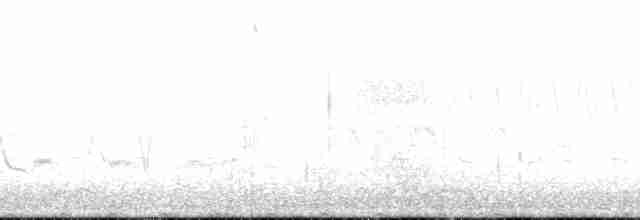 Magellanic Tuco-tuco - ML146730
