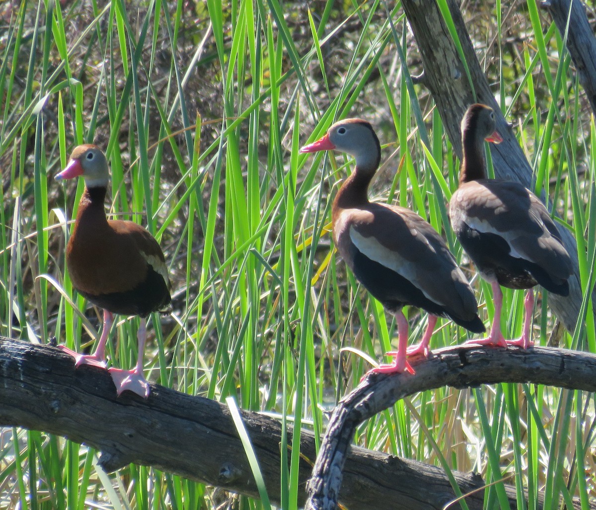 Black-bellied Whistling-Duck - Bill Wright_cc