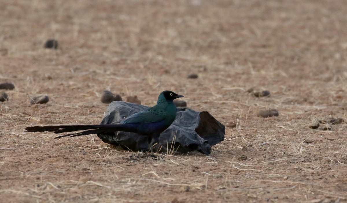 Long-tailed Glossy Starling - ML146731861