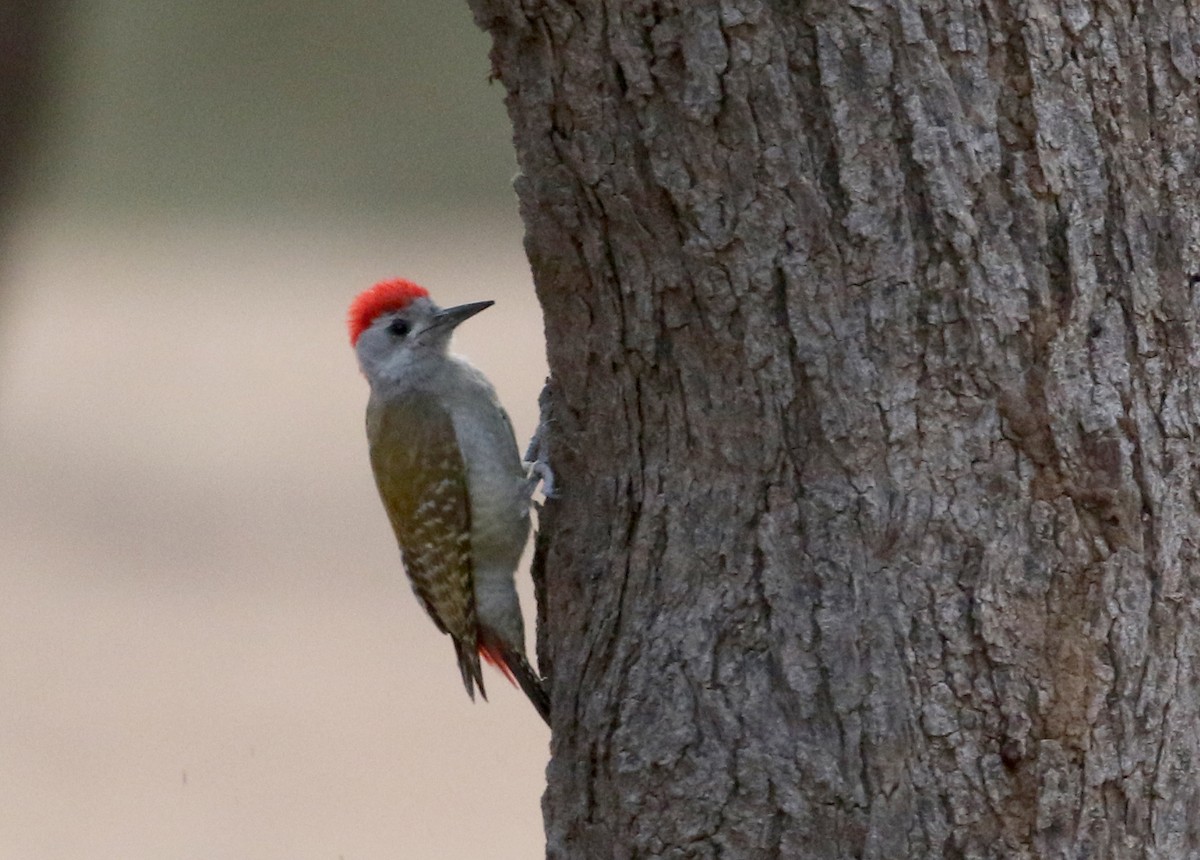 African Gray Woodpecker (Gray) - ML146731881
