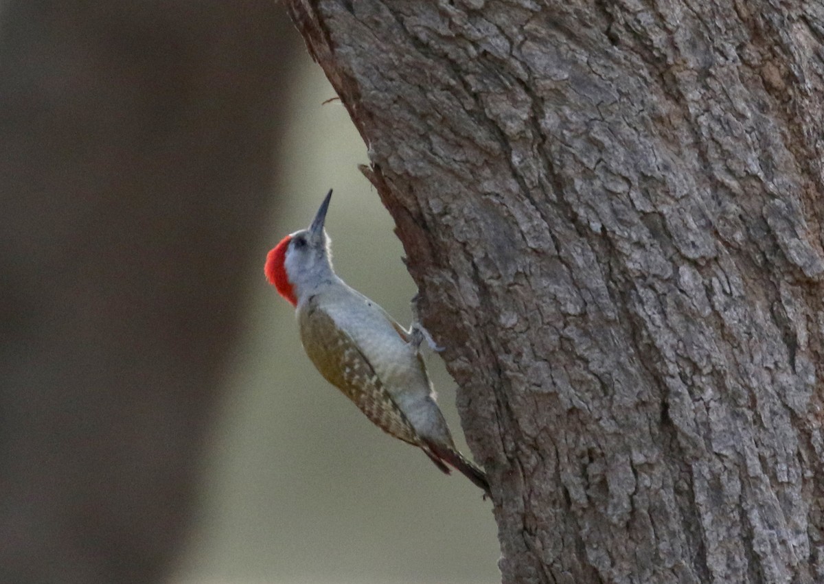 African Gray Woodpecker (Gray) - ML146731931