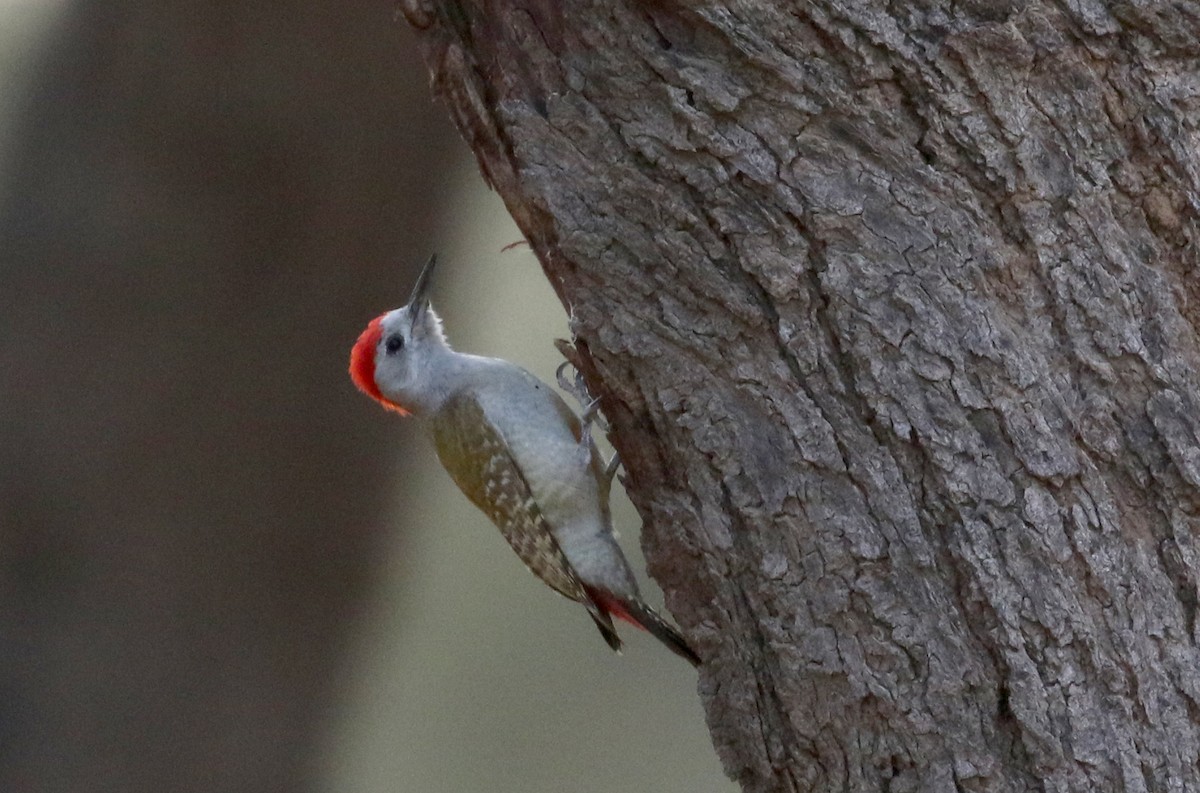African Gray Woodpecker (Gray) - ML146731971