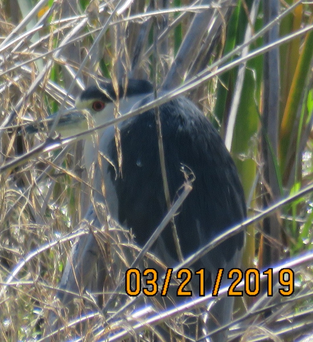 Black-crowned Night Heron - ML146732021