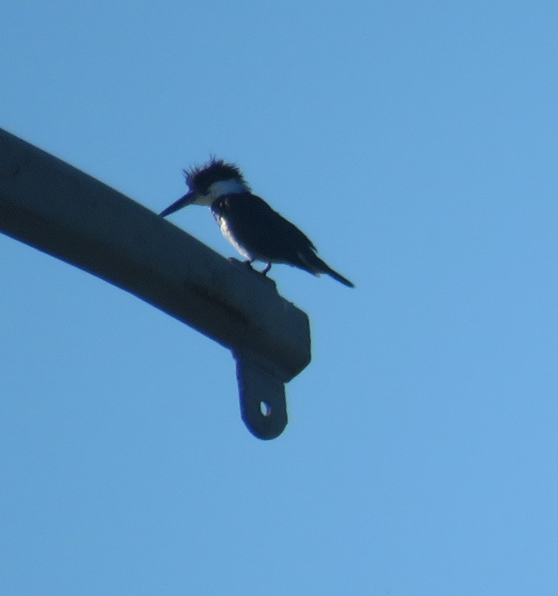 Belted Kingfisher - ML146732151