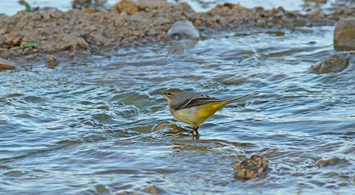 Gray Wagtail - Andrew Steele