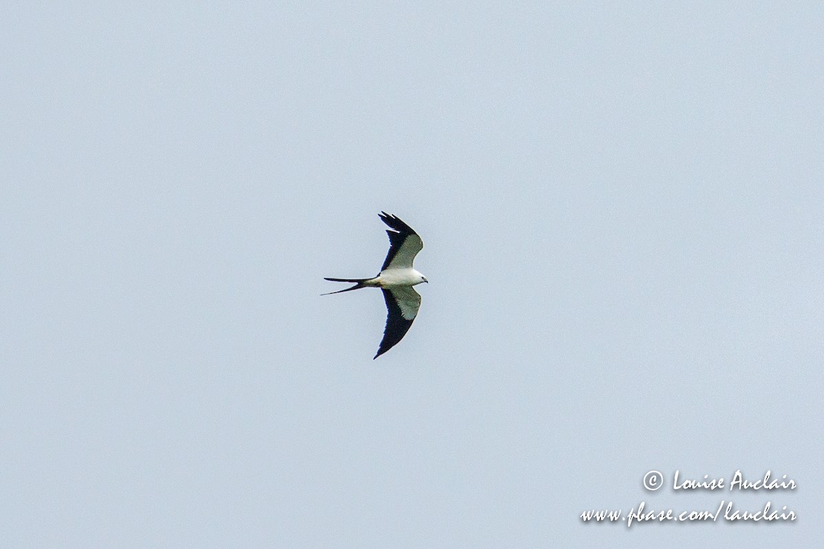 Swallow-tailed Kite - ML146733351