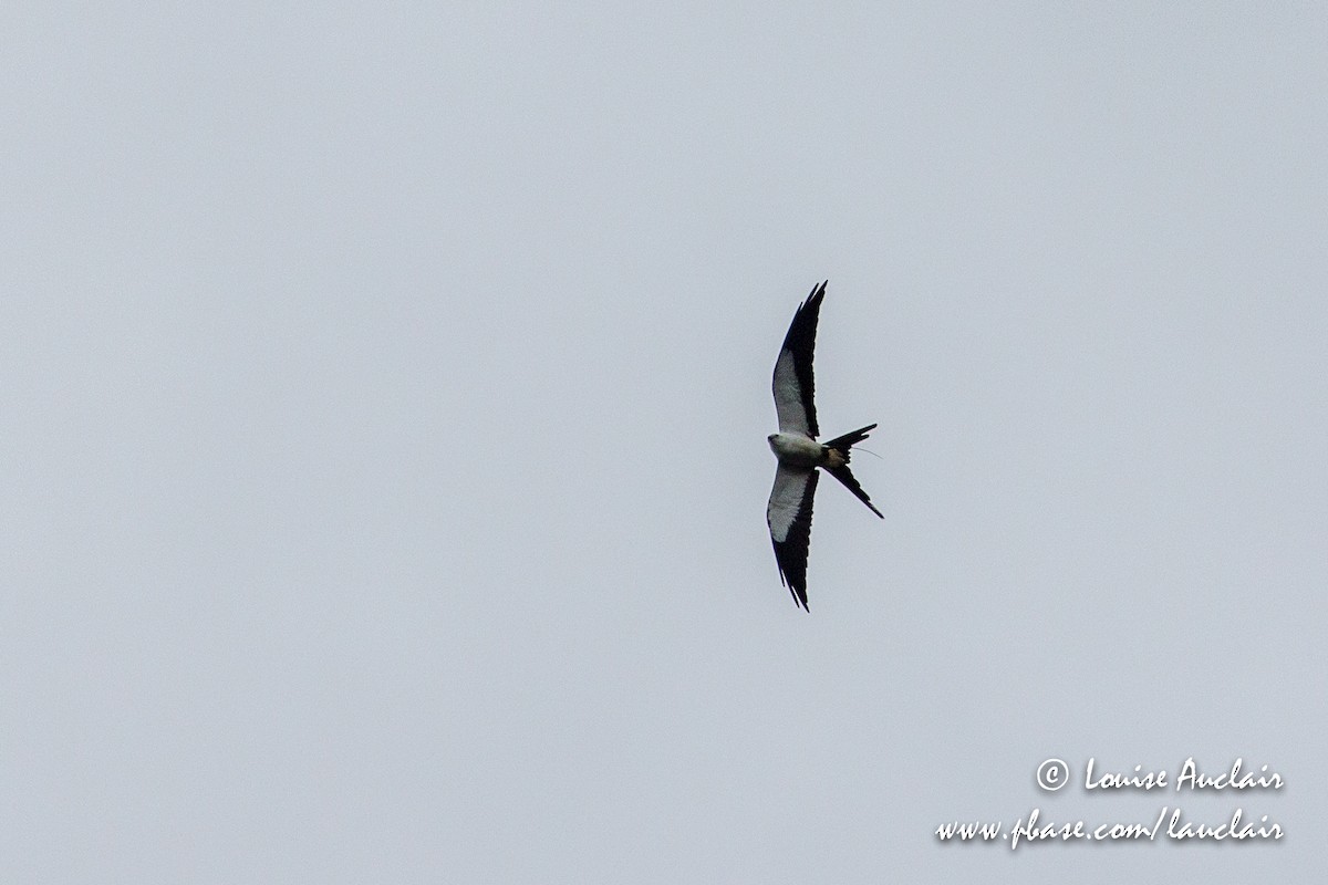 Swallow-tailed Kite - ML146733861