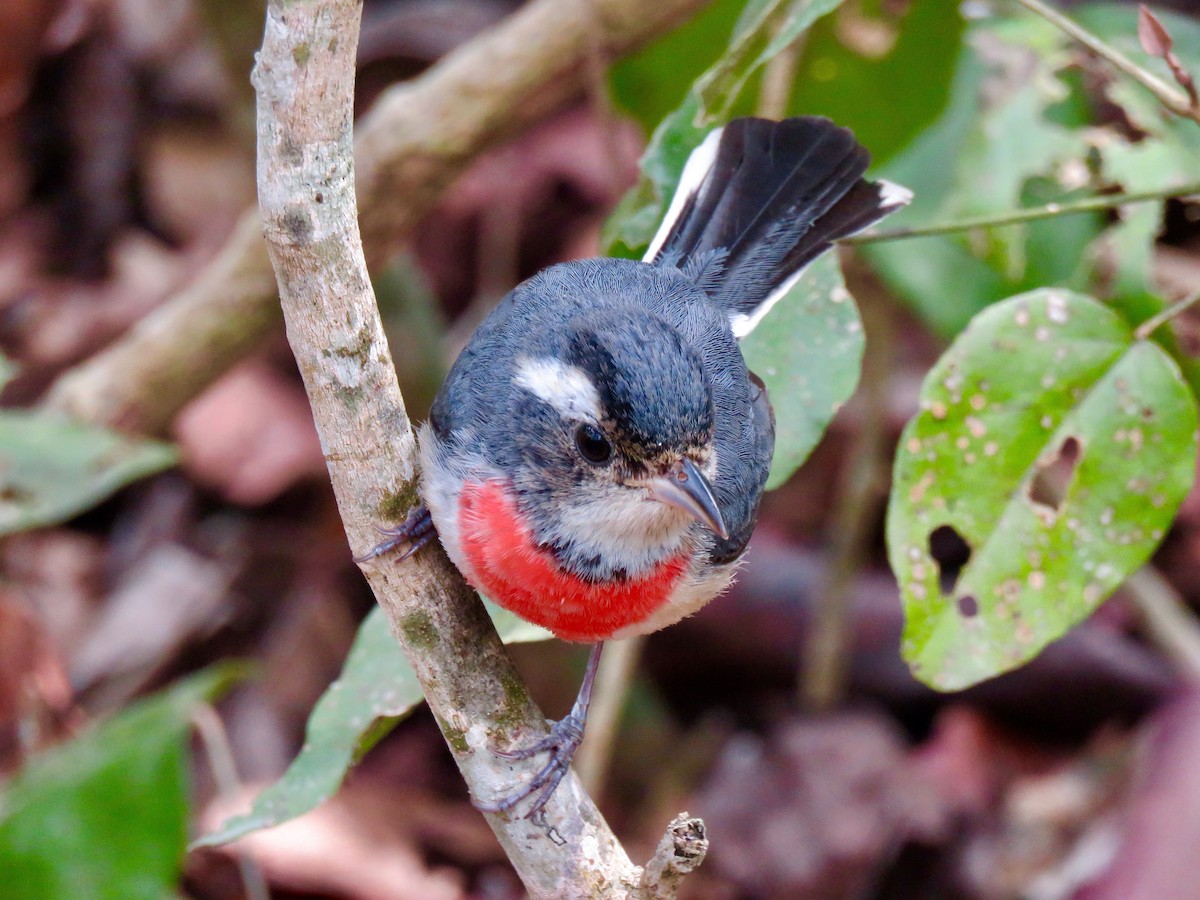Red-breasted Chat - ML146735441