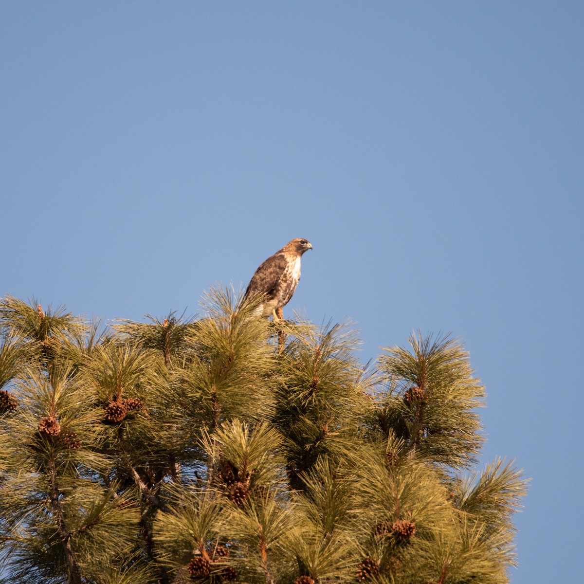 Red-tailed Hawk - ML146735471