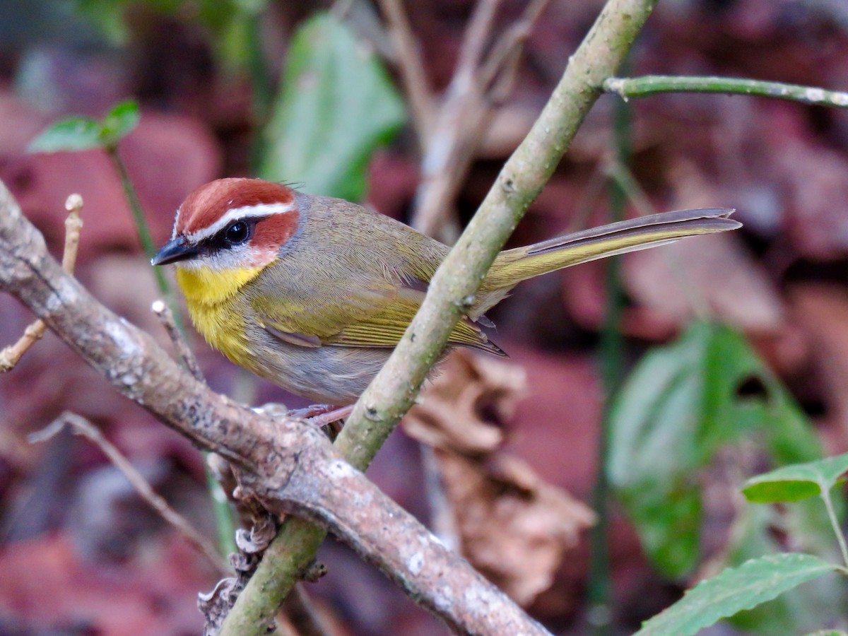 Rufous-capped Warbler - ML146735661