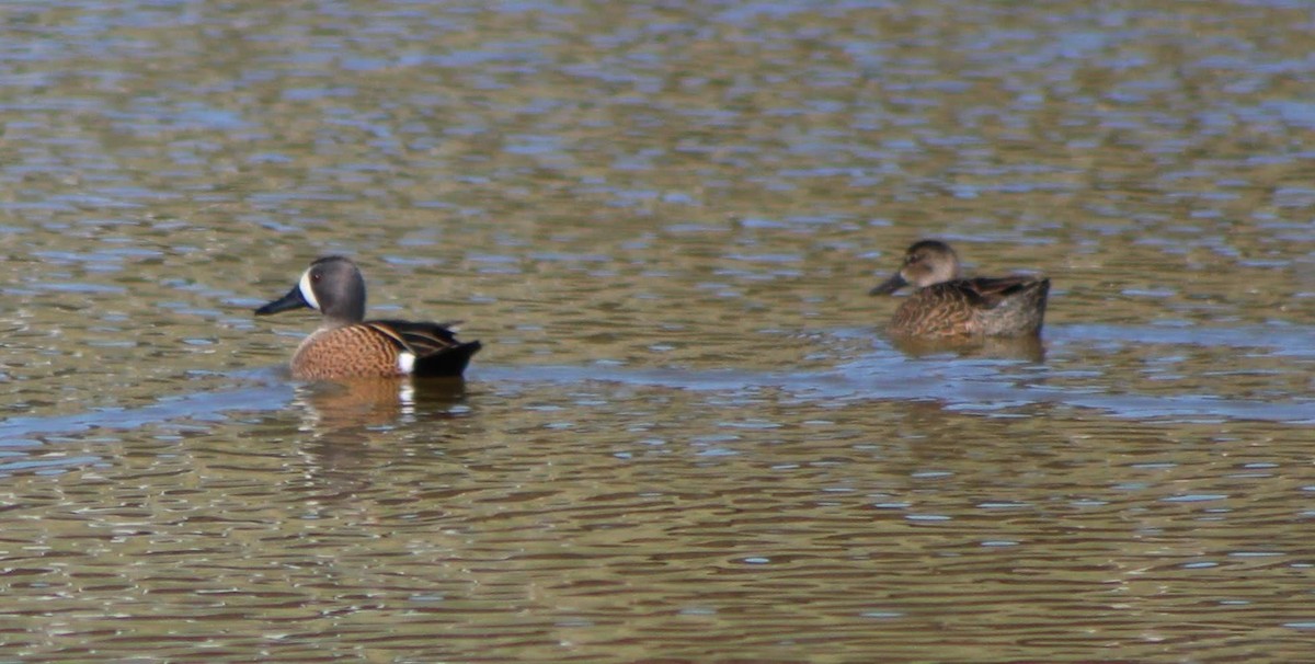Blue-winged Teal - ML146737181