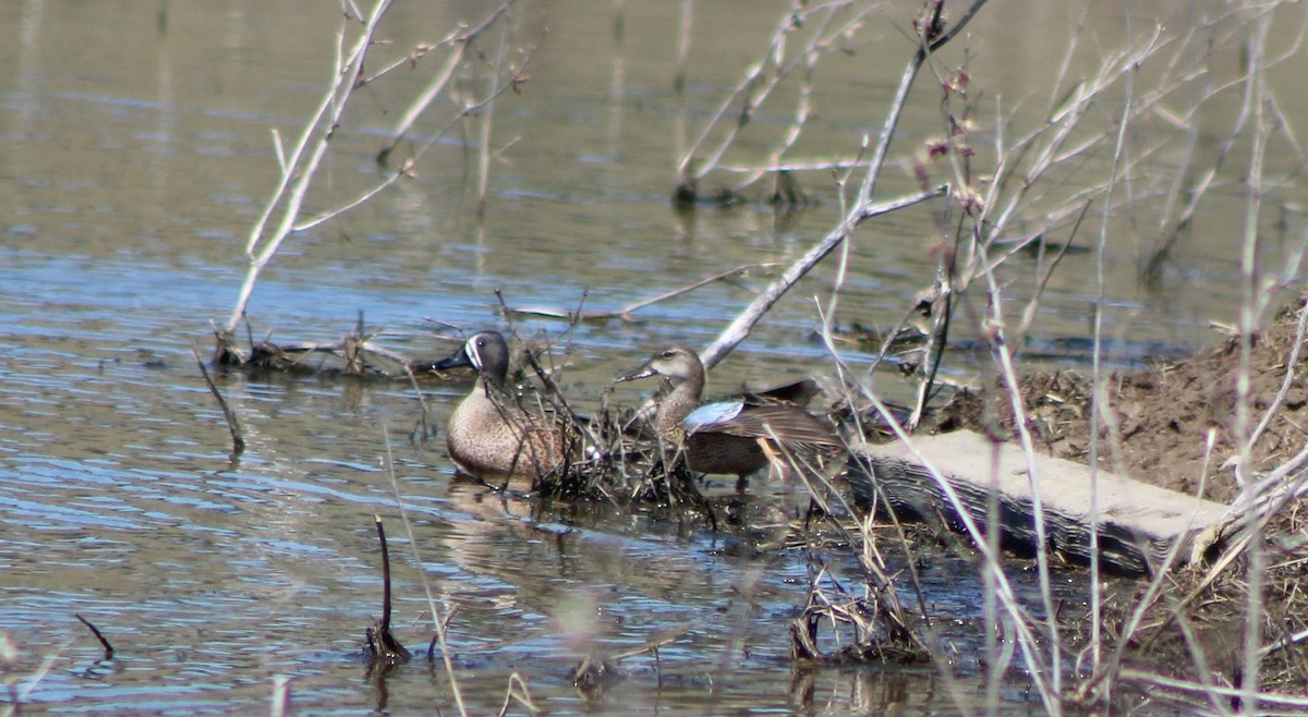 Blue-winged Teal - ML146737191