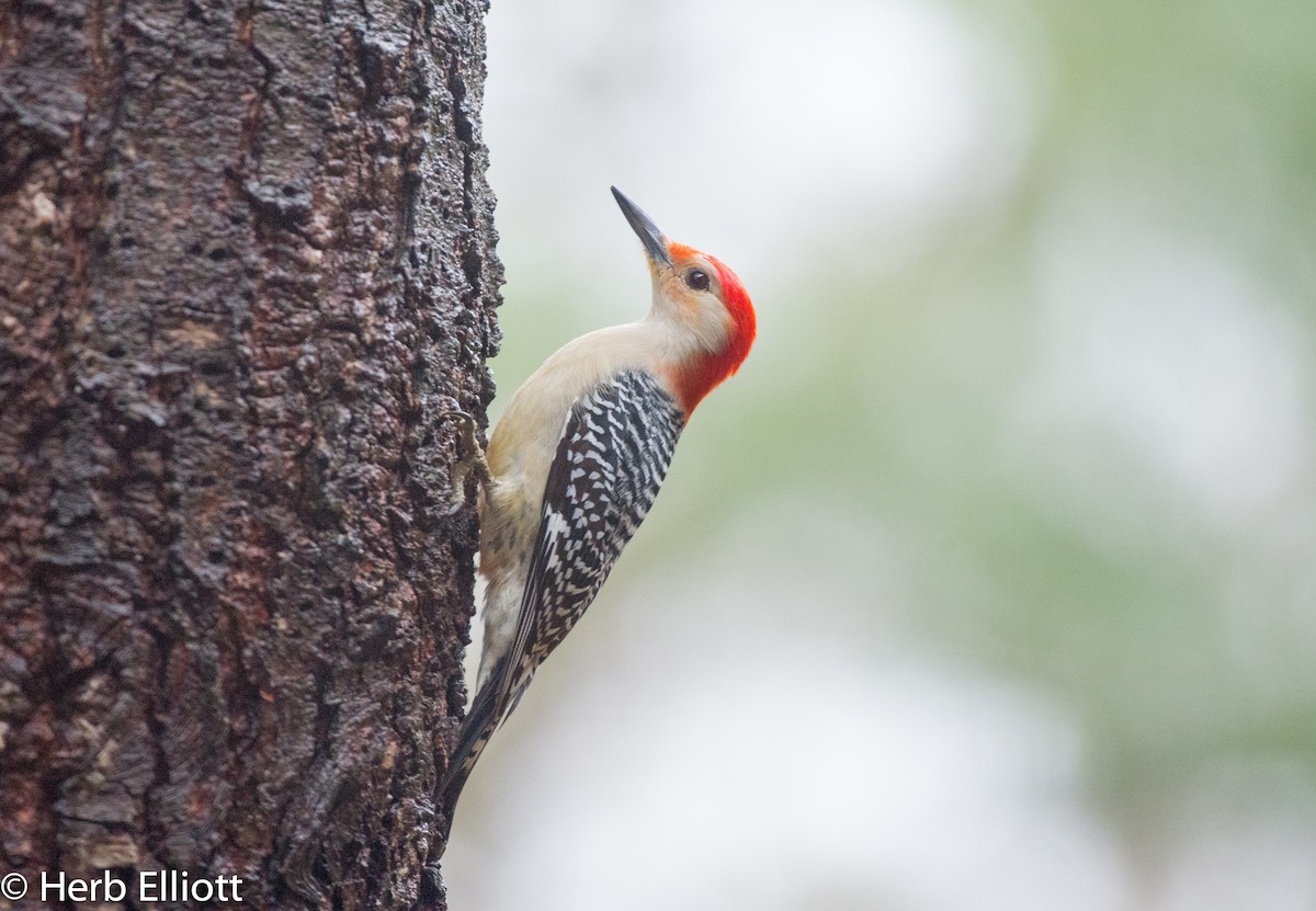 Red-bellied Woodpecker - Herb Elliott