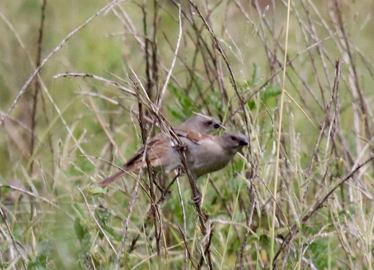 Swahili Sparrow - ML146738101