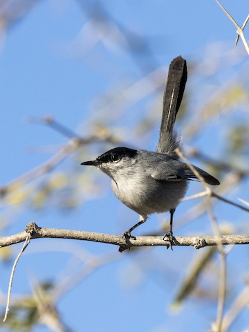 https://cdn.download.ams.birds.cornell.edu/api/v1/asset/146739791/480